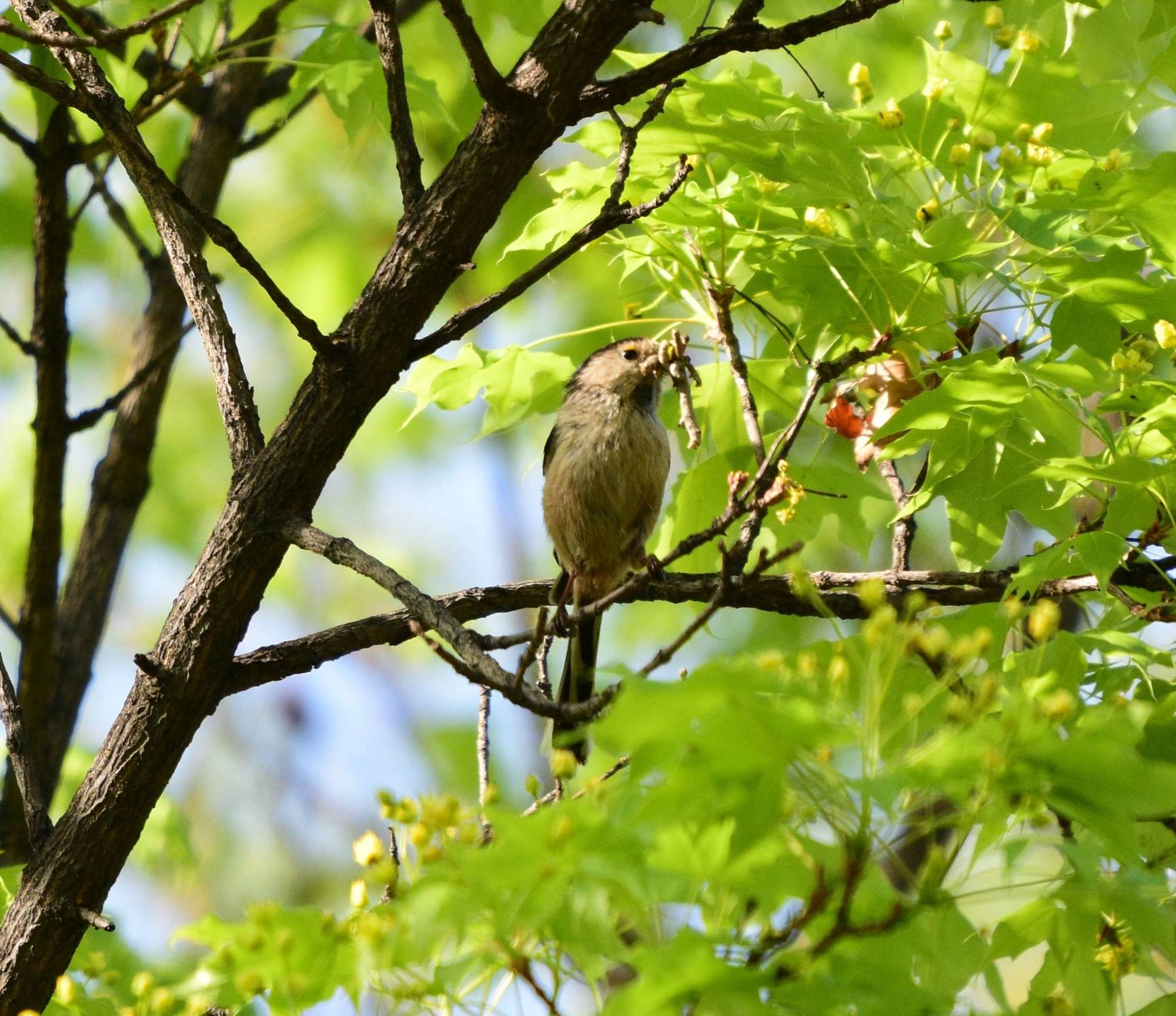 6月29日_月神直播_月经