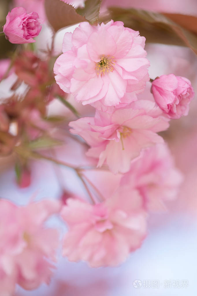 樱花软件-樱花灵感，界面设计新颖