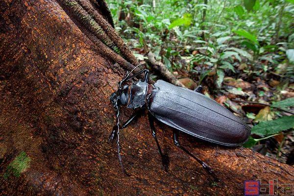 生态系统的基石_基石生物_基石生命科学