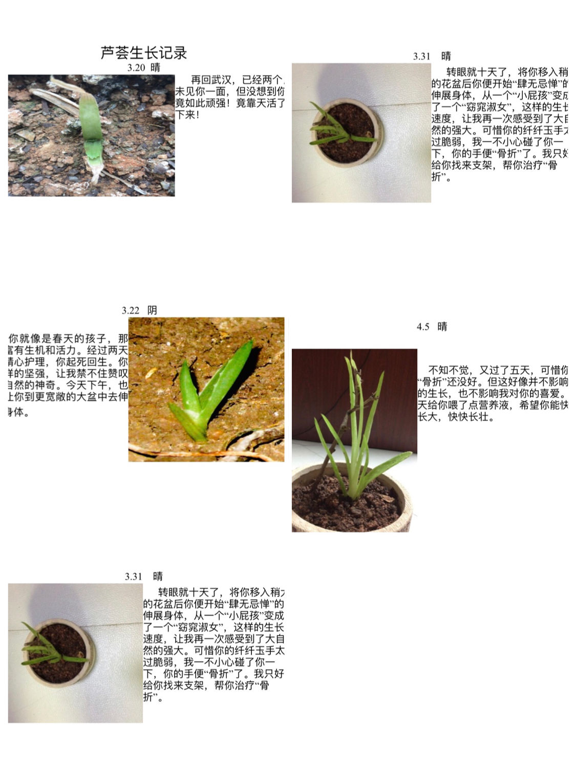 桃谷绘里香种子_桃谷绘里香种子_桃谷绘里香种子