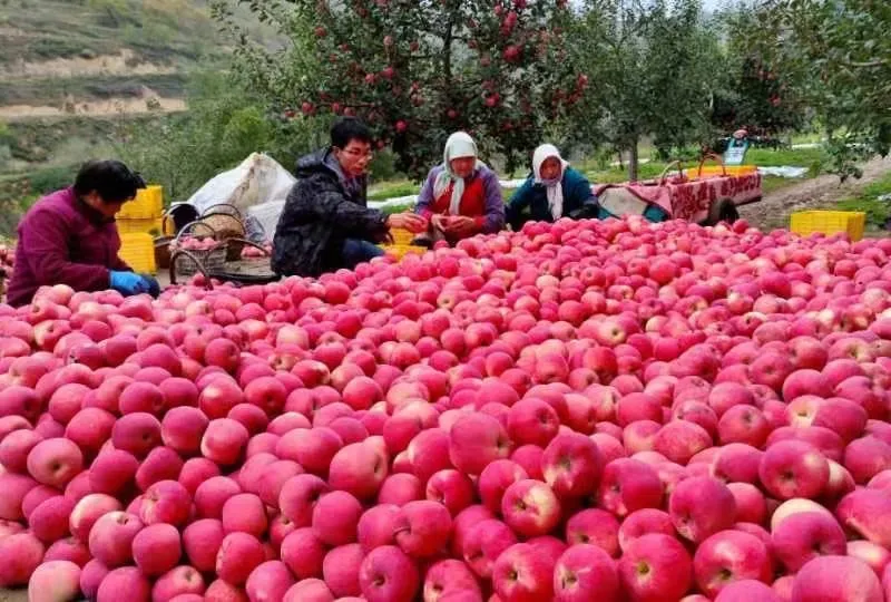 序列号苹果代表什么_apple序列号含义_苹果序列号含义