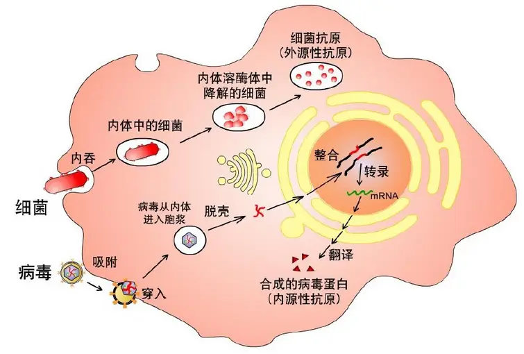 异常感染bug_异常感染cg_异常感染