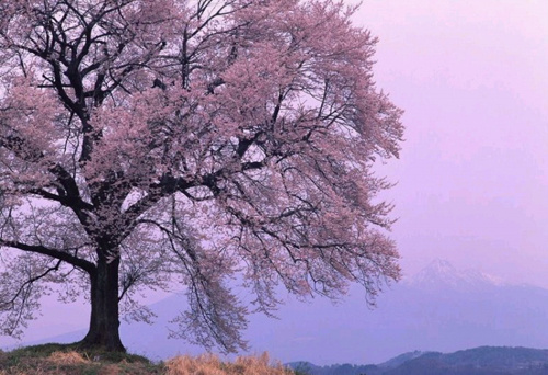 花天月地_花天月地麻将_花天月地是什么意思