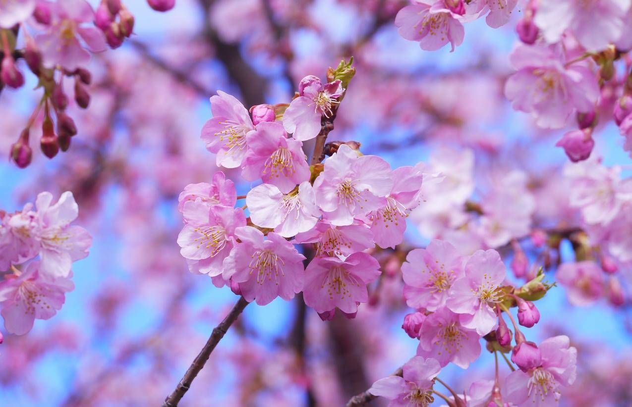 花天月地是什么意思_花天月地_花天月地麻将