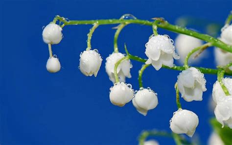 铃兰节_铃兰节_铃兰节