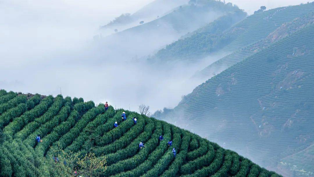 水泽茉莉是什么星座_水泽茉莉_水泽茉莉怎么赚钱