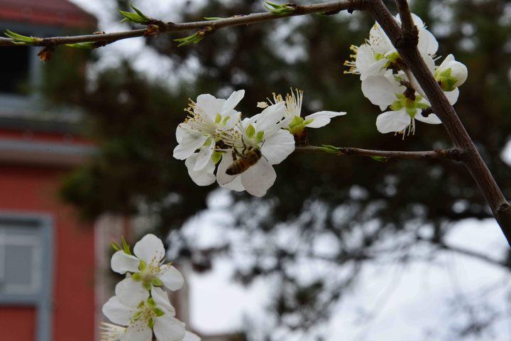 节日之际是在当天吗_上巳节是什么节日_巳节又被称为什么节