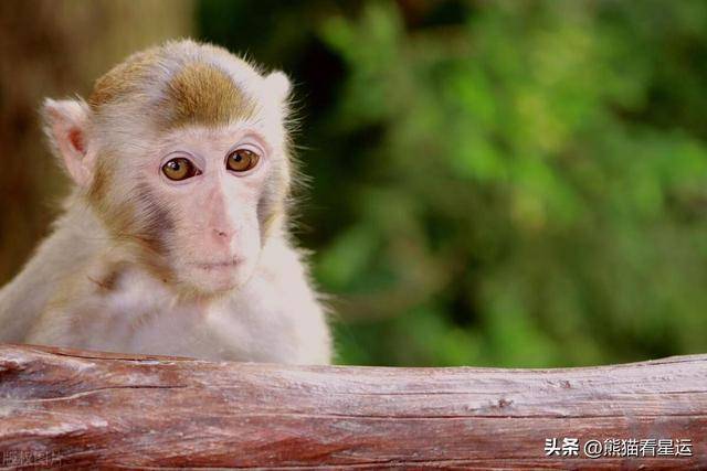 属猴的是哪一年出生_生肖为猴的出生年份_属猴的出生日期是什么