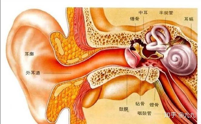 3月3日爱耳日_3月3日爱耳日_3月3日爱耳日