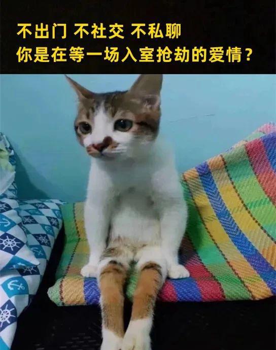 猫笑脸图片_不笑猫_猫笑的照片