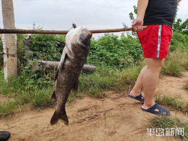 大鱼号是什么平台?_大鱼平台是哪家企业_大鱼平台是做什么的