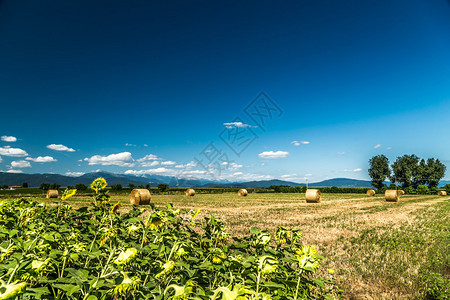 孟夏草木长_孟夏在几月_孟夏