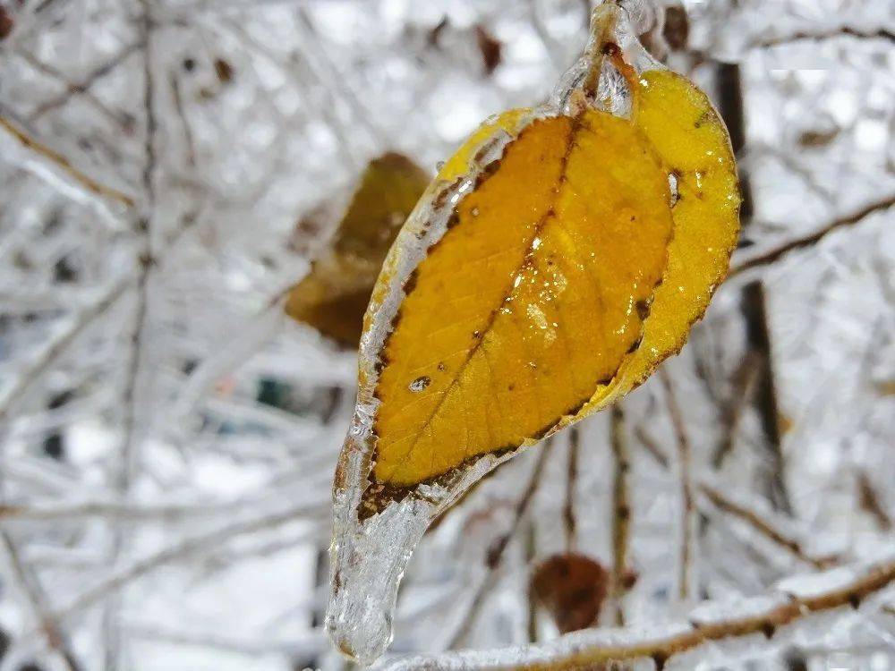 雪之花音译歌词_雪之花朴孝信_雪之花