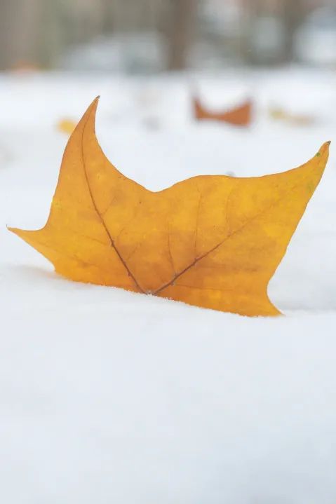 雪之花音译歌词_雪之花_雪之花朴孝信