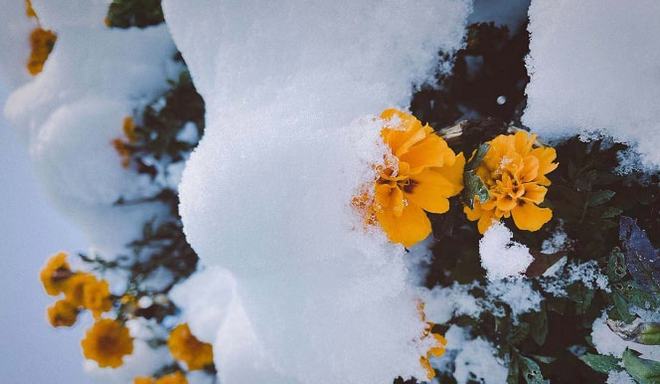 雪之花朴孝信_雪之花音译歌词_雪之花