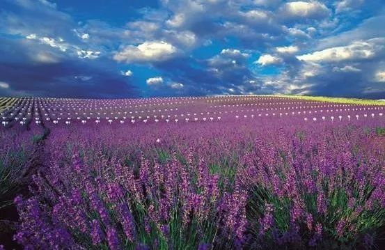 千野草场_千野_千野