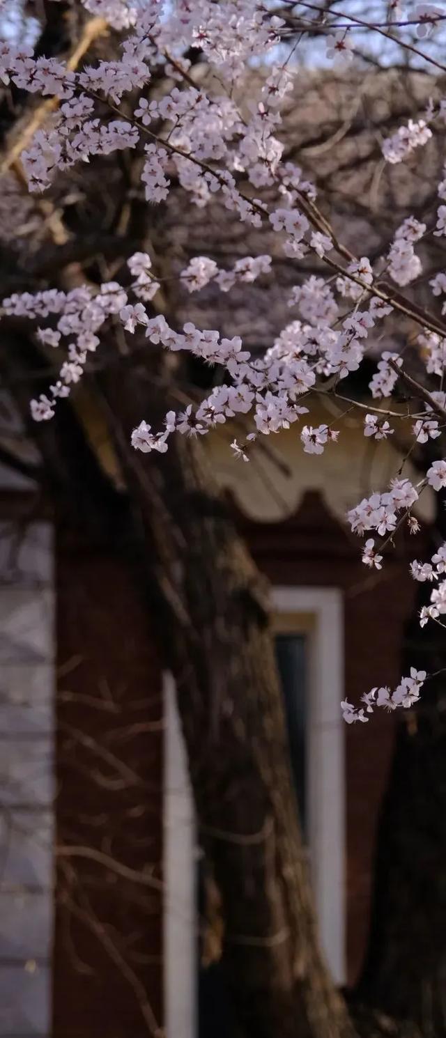 如花其实不如花_绚烂如花专栏_恋心如花悄绚烂