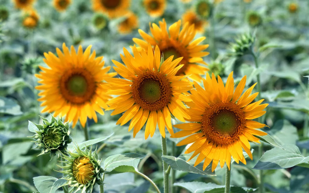 问花_问花村在什么地方_问花周深