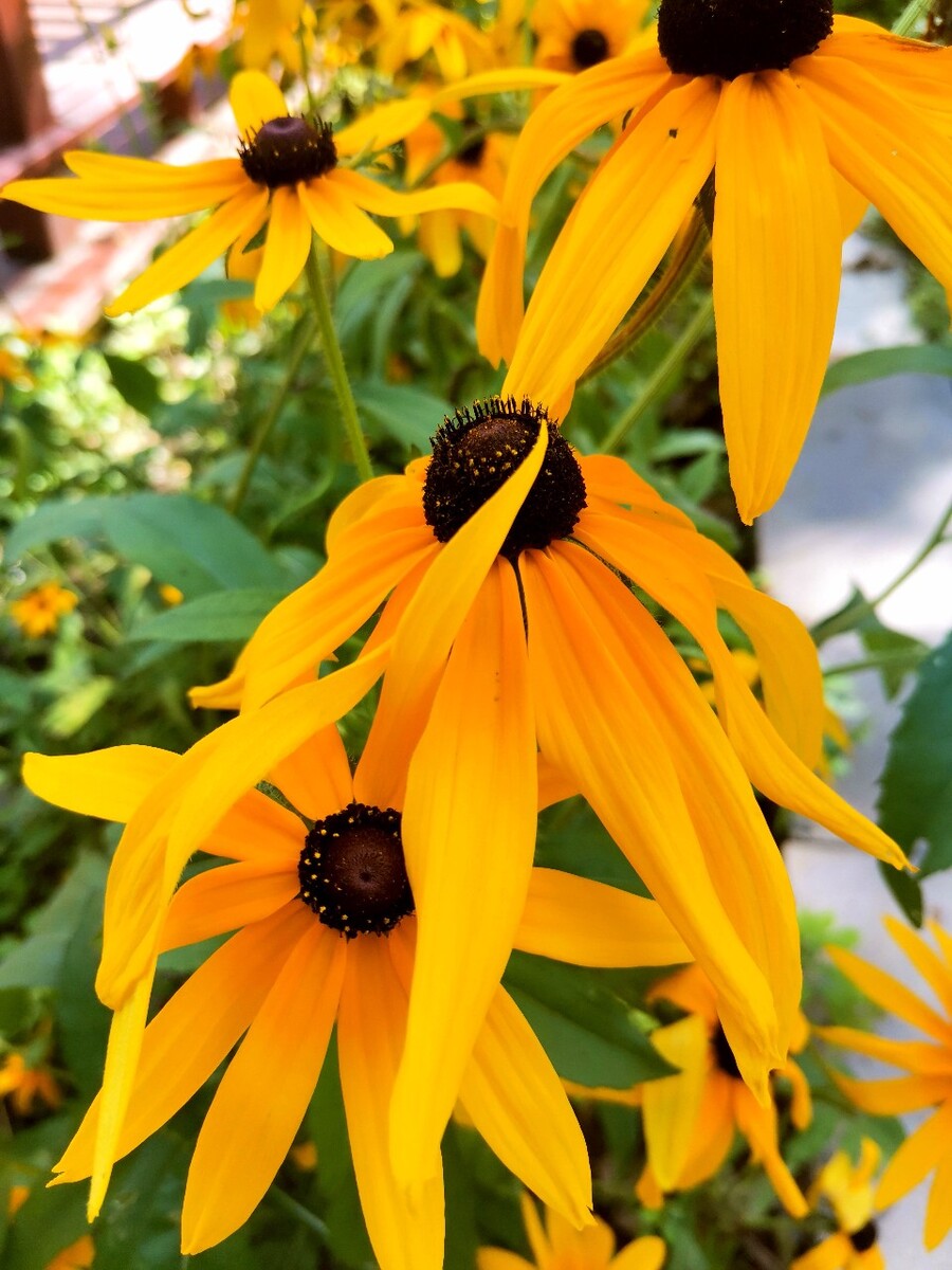 问花村在什么地方_问花_问花周深