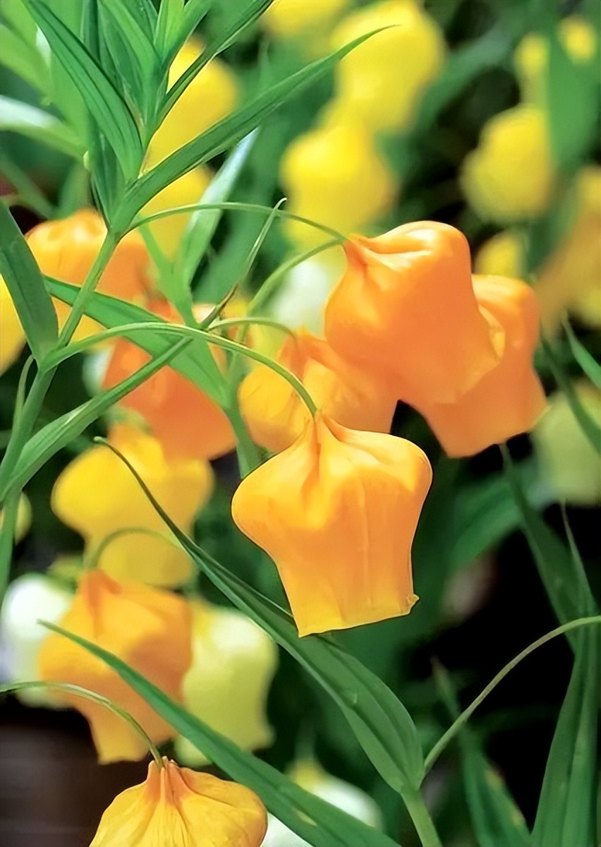 问花周深_问花_问花村在什么地方