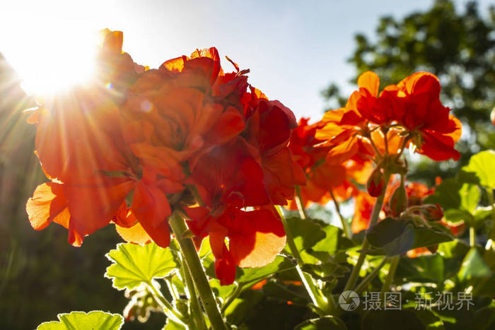 夏日重现动漫_夏日重现第一季_夏日重现