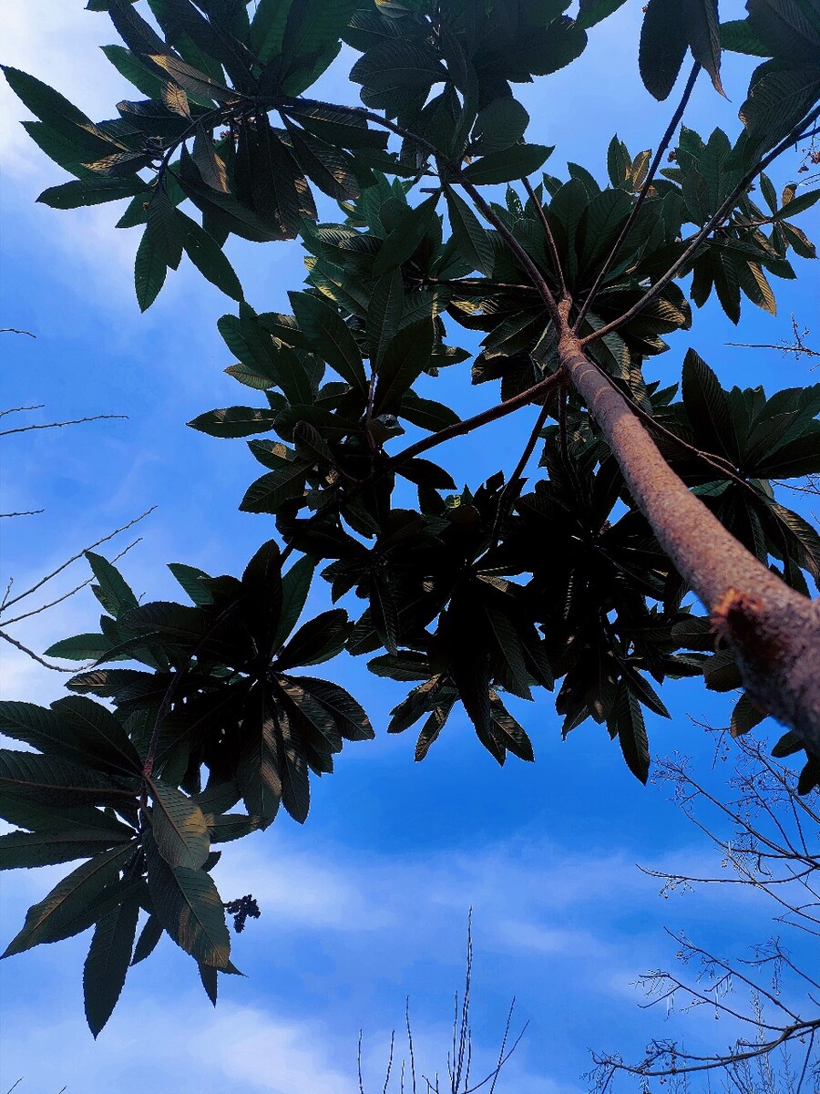 枇杷十藏_白枇杷和黄枇杷_藏秘庵枇杷润喉糖作用