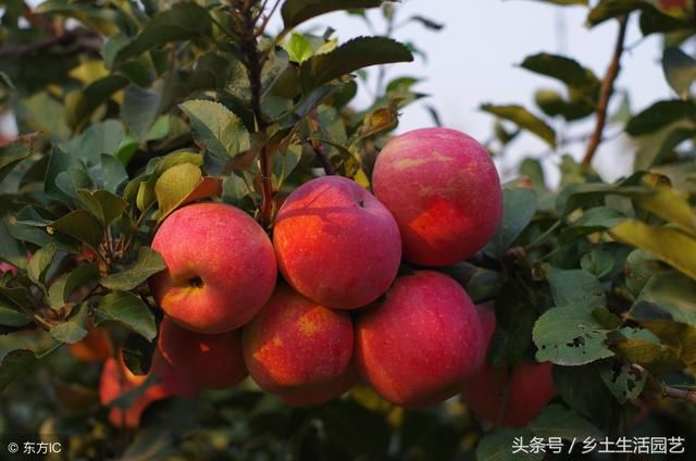 芭芭农场怎么换果树_芭芭农场换果树_芭芭农场的果树如何更换水果