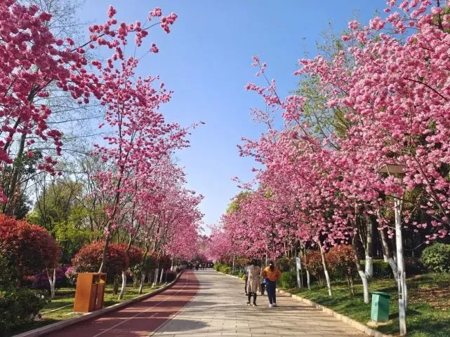 樱花进王_樱花进王和北部玄驹什么关系_樱花进王专属称号