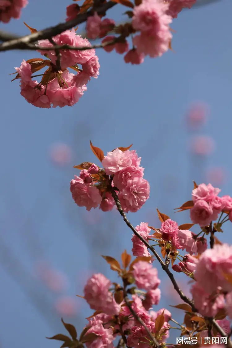 樱花进王专属称号_樱花进王和北部玄驹什么关系_樱花进王