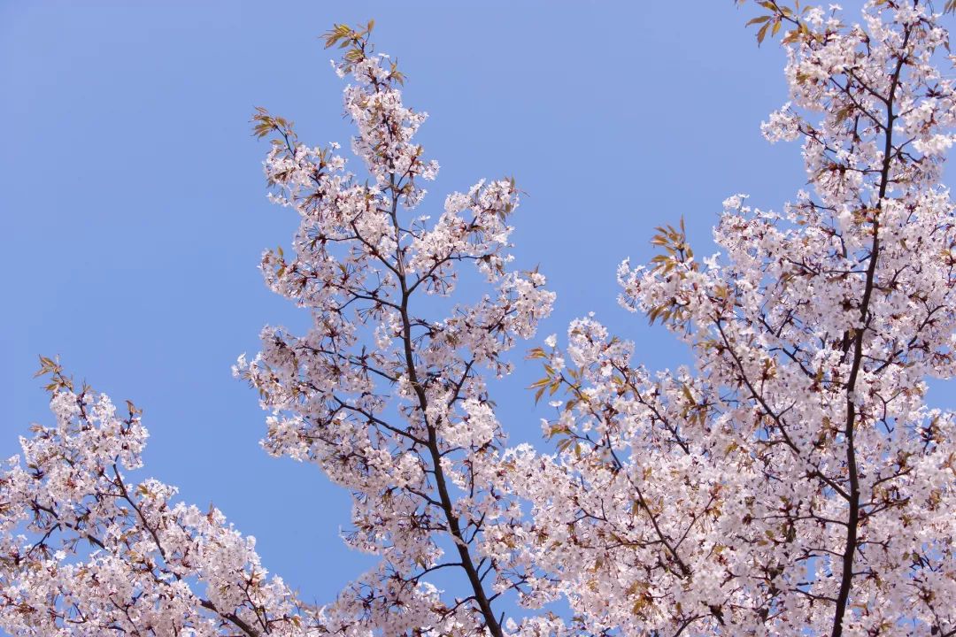 樱花进王和北部玄驹什么关系_樱花进王专属称号_樱花进王