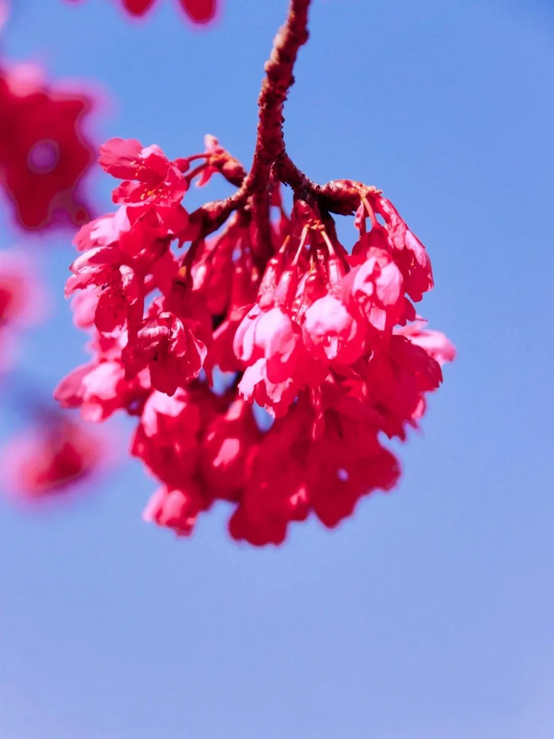 樱花进王专属称号_樱花进王和北部玄驹什么关系_樱花进王