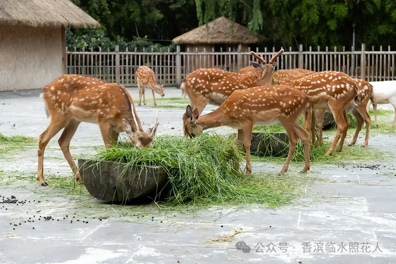 15课小虾思维导图怎么画_《小虾》思维导图_小虾的思维导图