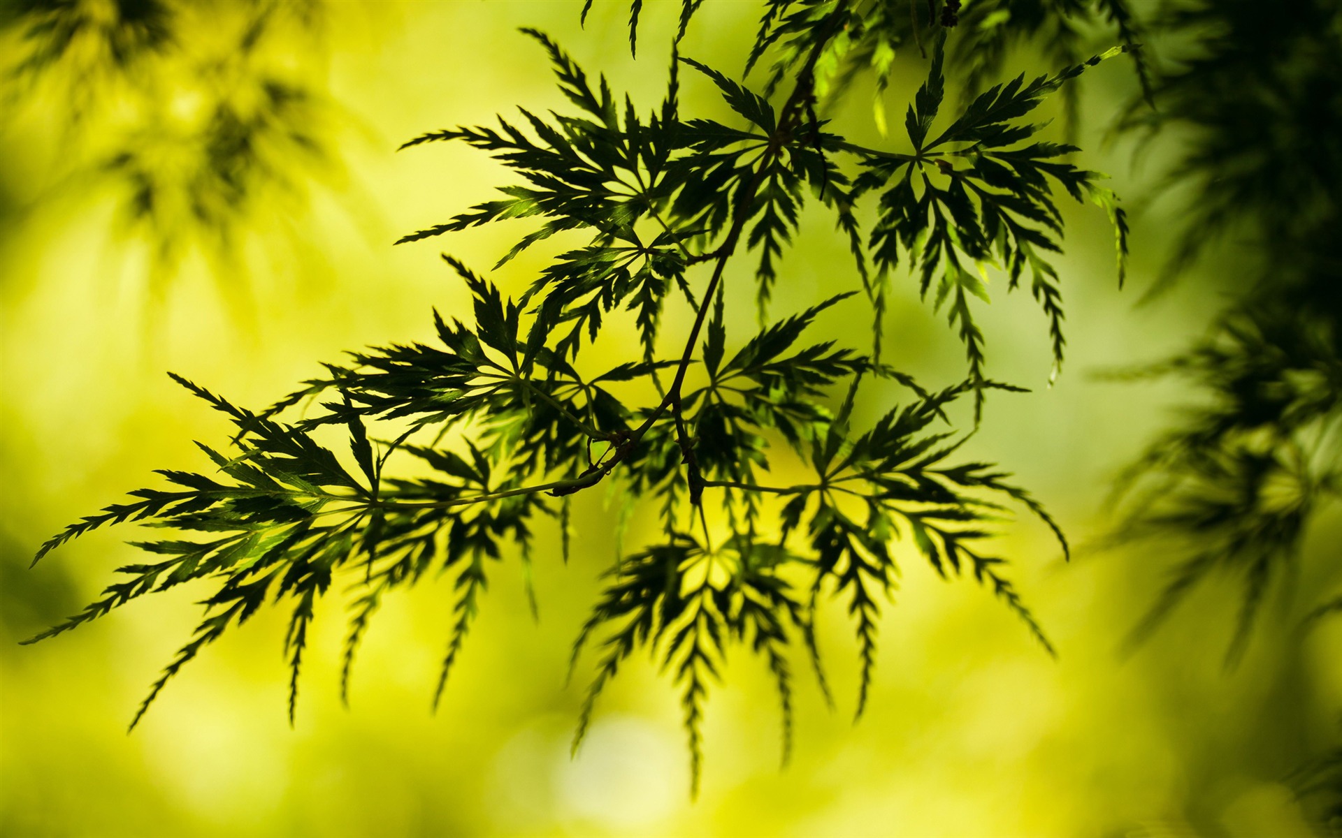 茂木夏树_夏树_夏树为什么要背叛拓海