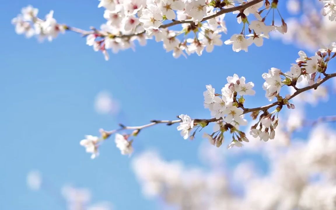 芽衣子_芽衣子_芽衣子