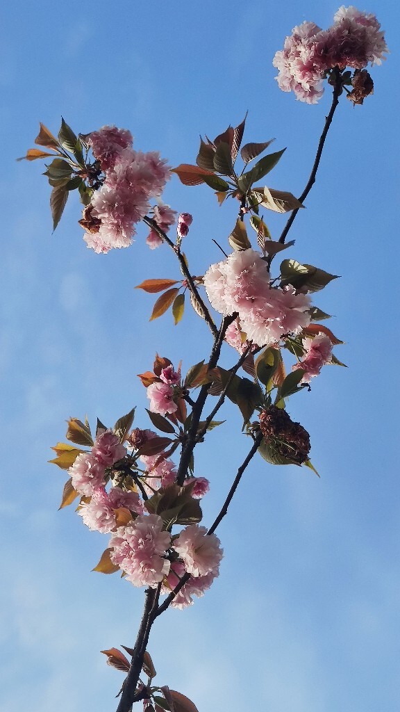 芽衣子_芽衣子_芽衣子