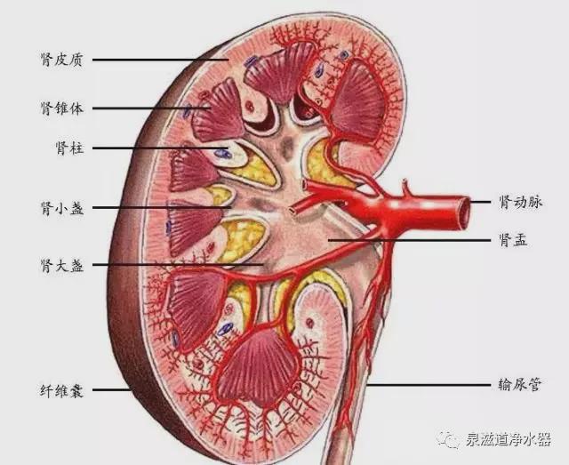 小米净水器换滤芯教程拧不动_小米净水器滤芯更换拧不动_小米净水器滤芯换