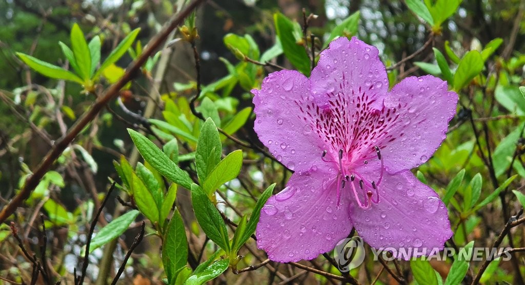 谷雨三侯_谷雨三侯_谷雨三侯