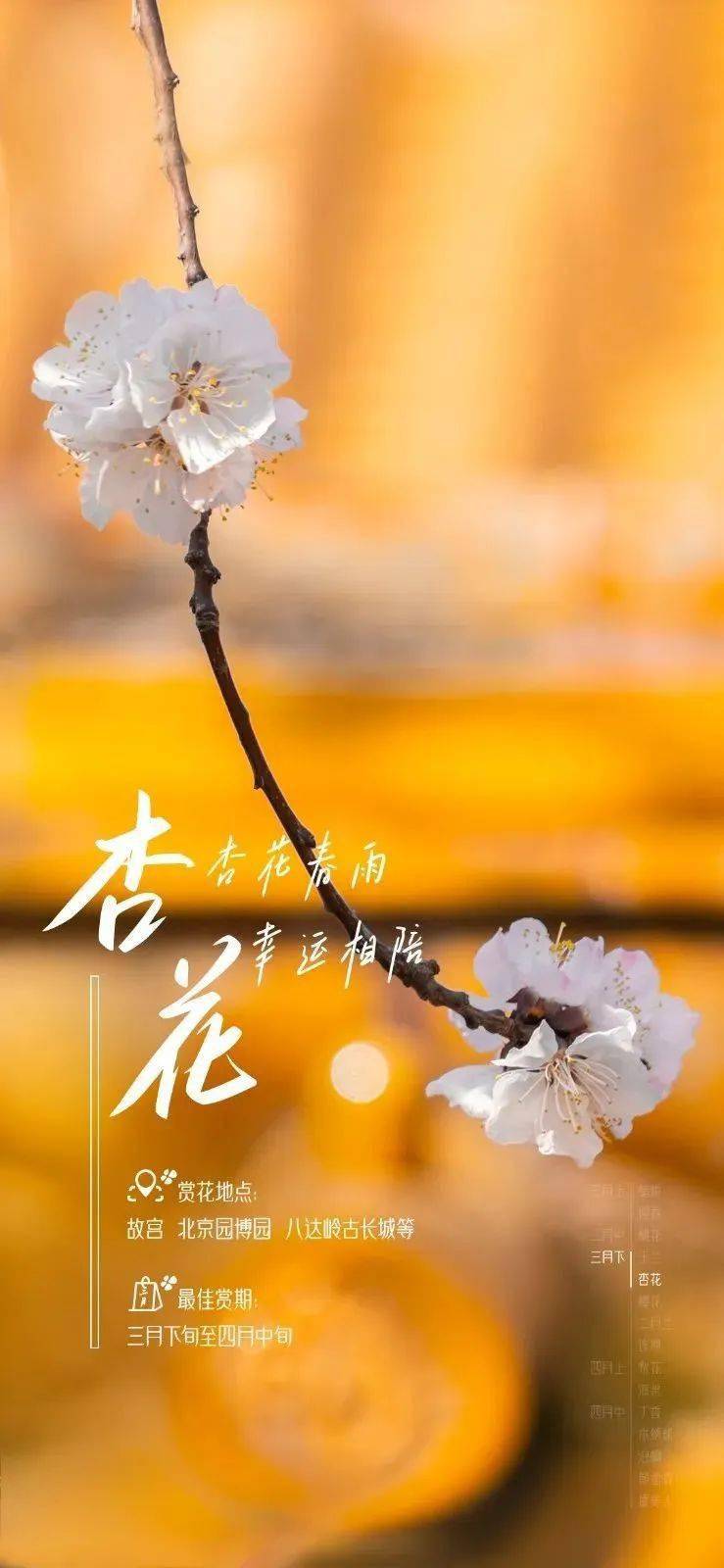 千本桜_千本桜_千本桜