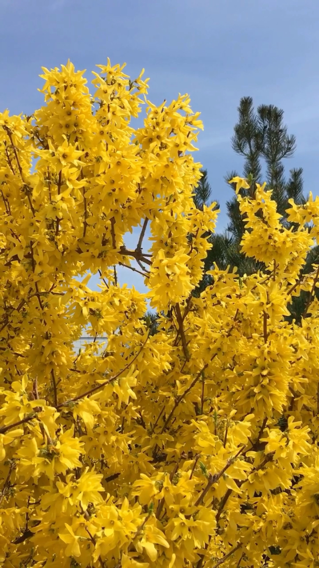 千本桜_千本桜_千本桜