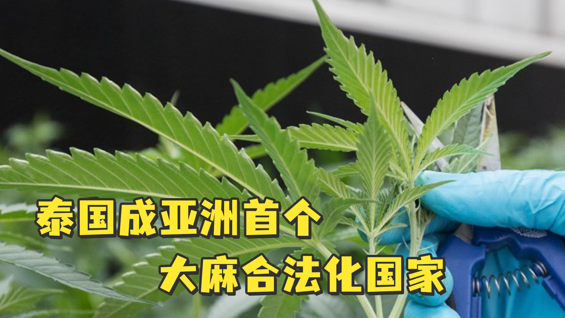 汤不热的视频音频怎么保存_汤不热视频下载_汤不热怎么下载视频怎么下载