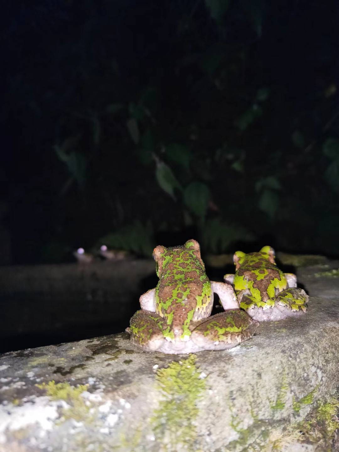 河水天气小小蛙大眼_大眼蛙_蛙大眼睛前面是什么鸟