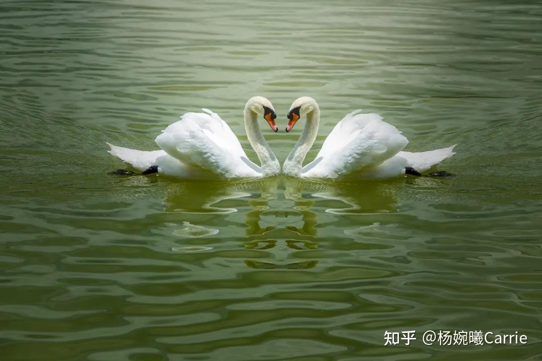 三国杀杨仪百度百科_三国杀杨婉_三国杀杨婉