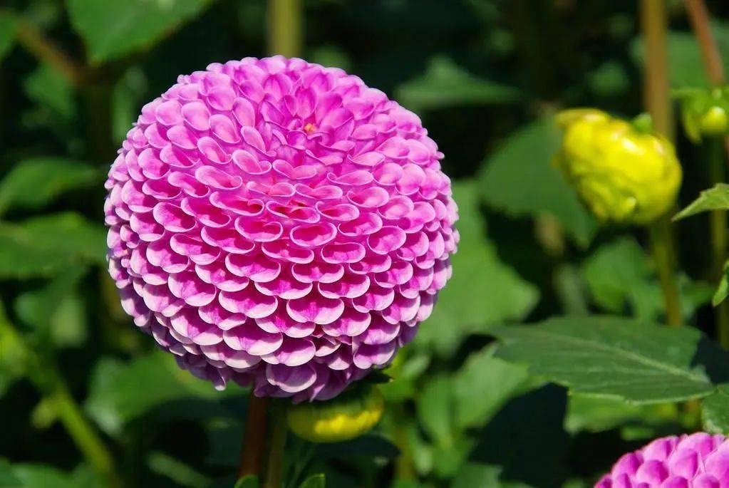 七彩花植物_七彩花_七彩花艺鲜花店