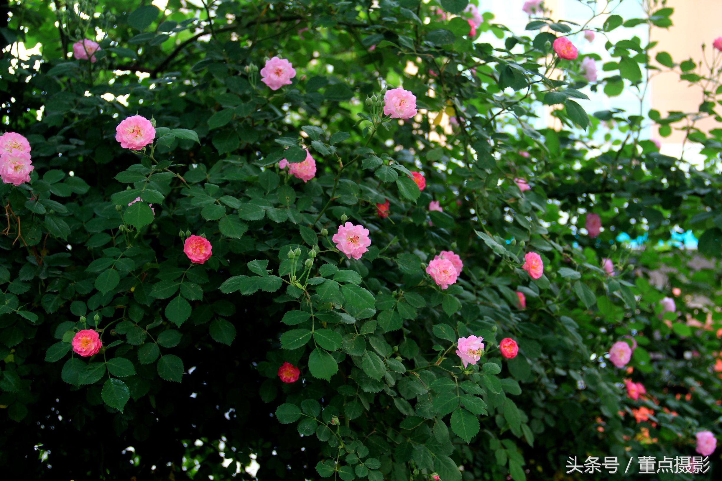 七彩花艺鲜花店_七彩花植物_七彩花